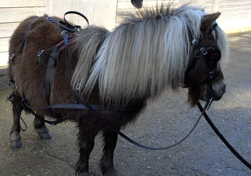 Minature Harness