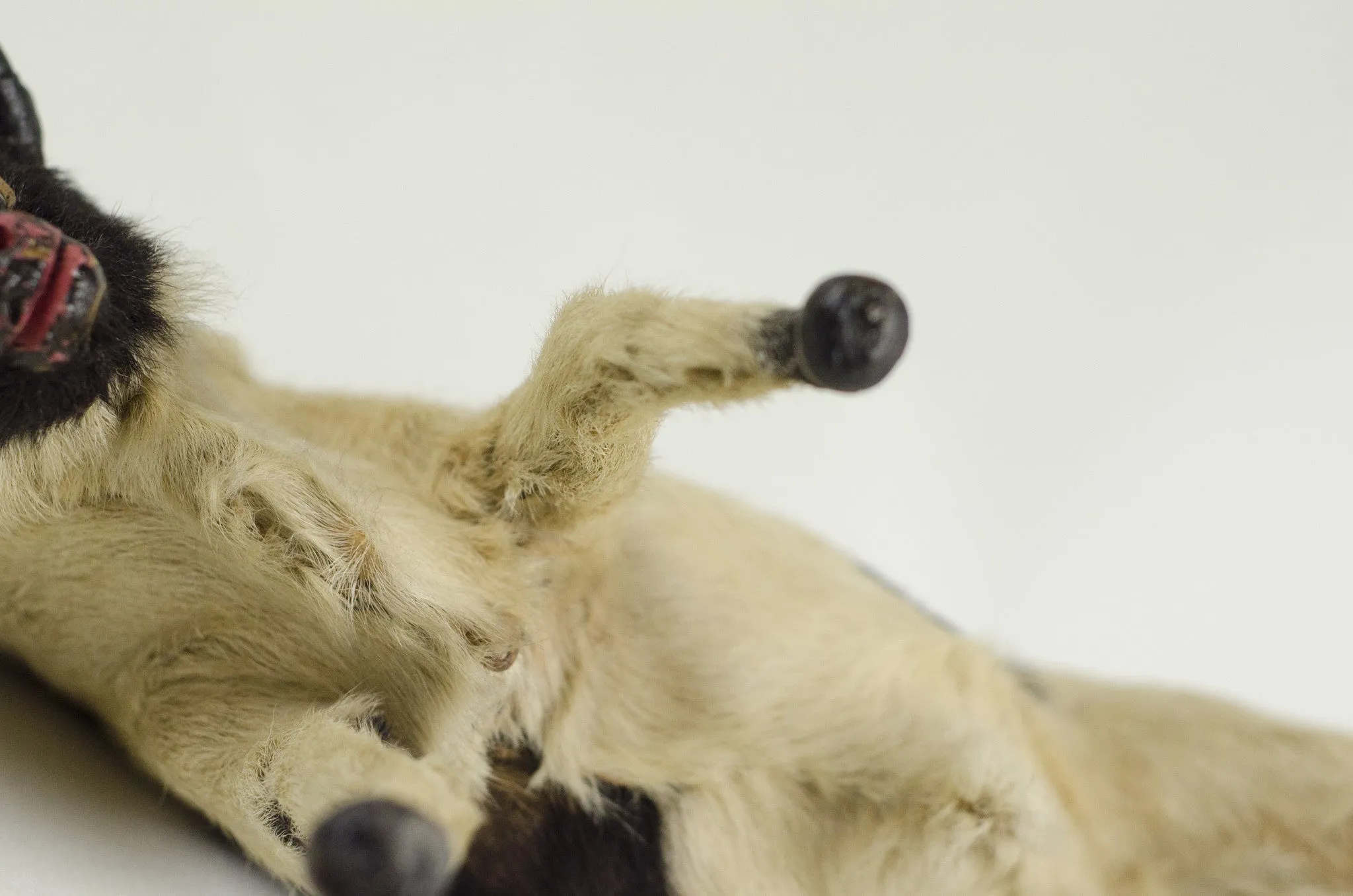 Miniature Taxidermy Bull JR