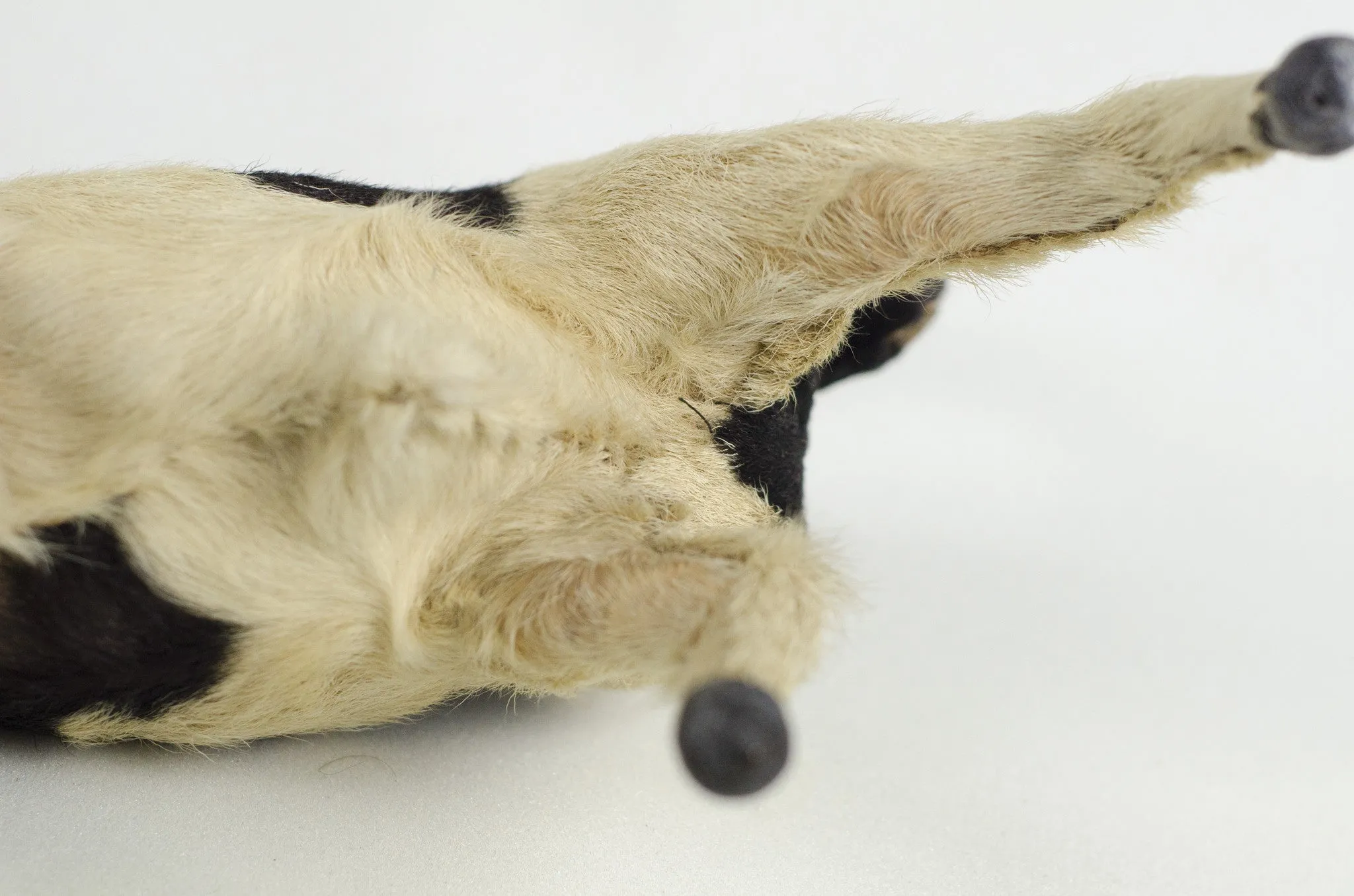 Miniature Taxidermy Bull JR