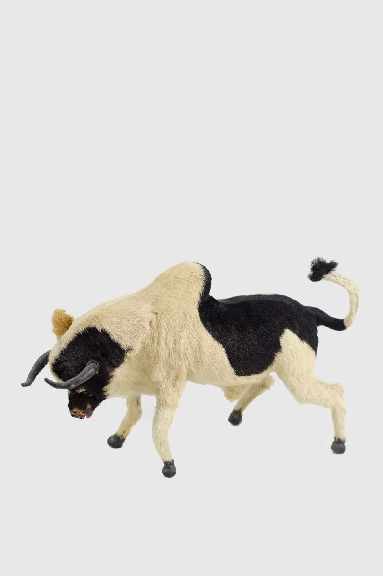 Miniature Taxidermy Bull JR