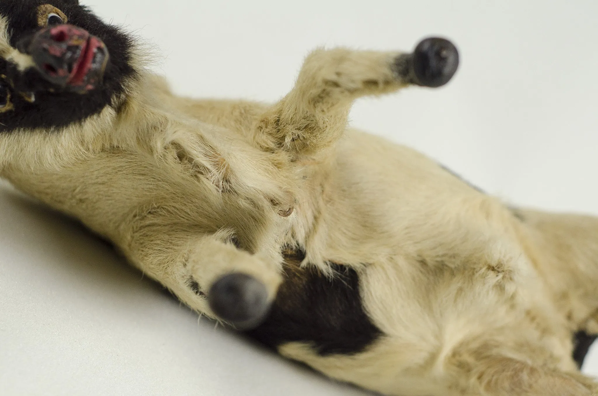 Miniature Taxidermy Bull JR