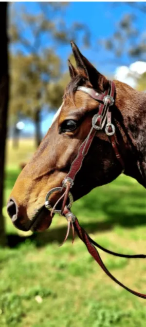 Toprail Equine Bridle Yellowstone Rancher